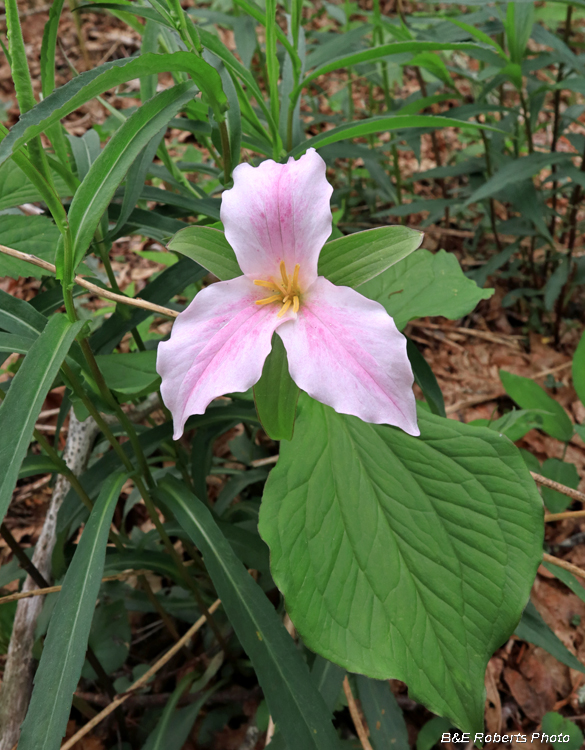 Pink_Trillium_grandiflorum