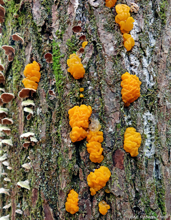Witches_Butter
