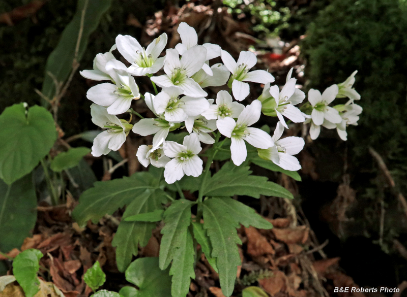 Cardamine_angustata