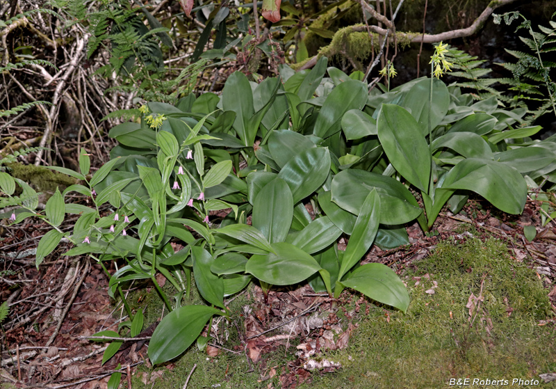 Streptopus-Clintonia