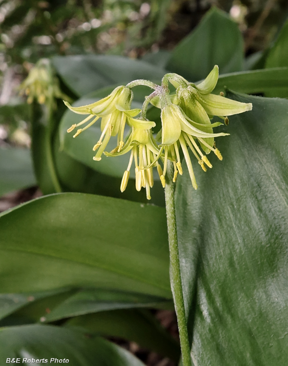 Clintonia