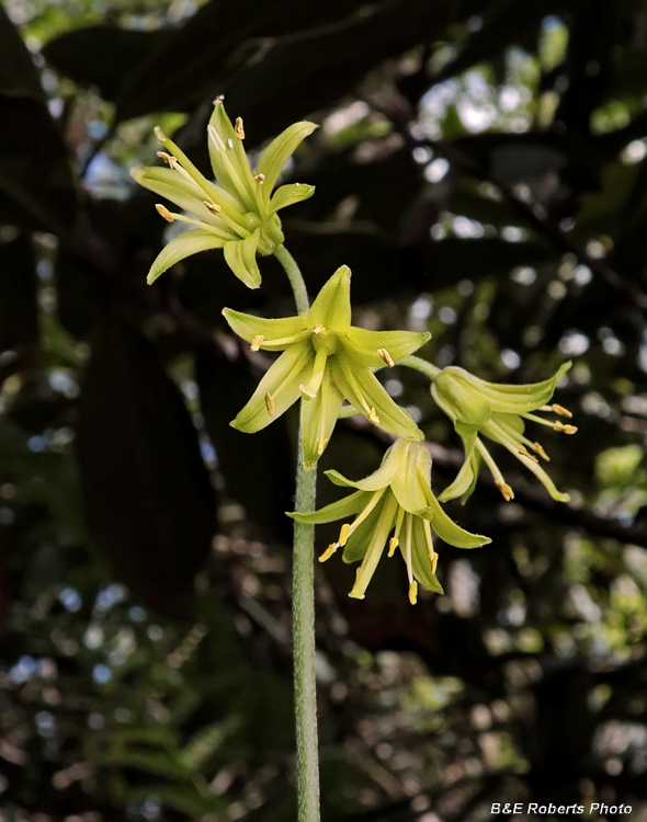 Clintonia