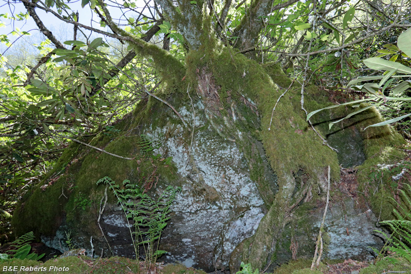 Boulderfield