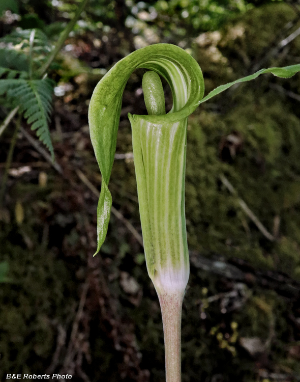 Jack_in_the_Pulpit