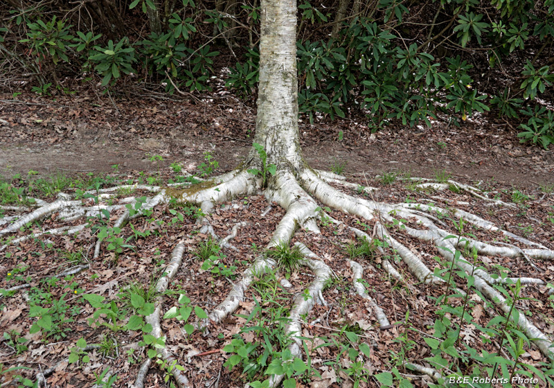 Birch_roots