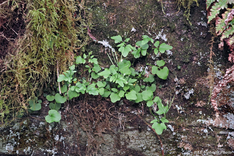 Cardamine_clematis