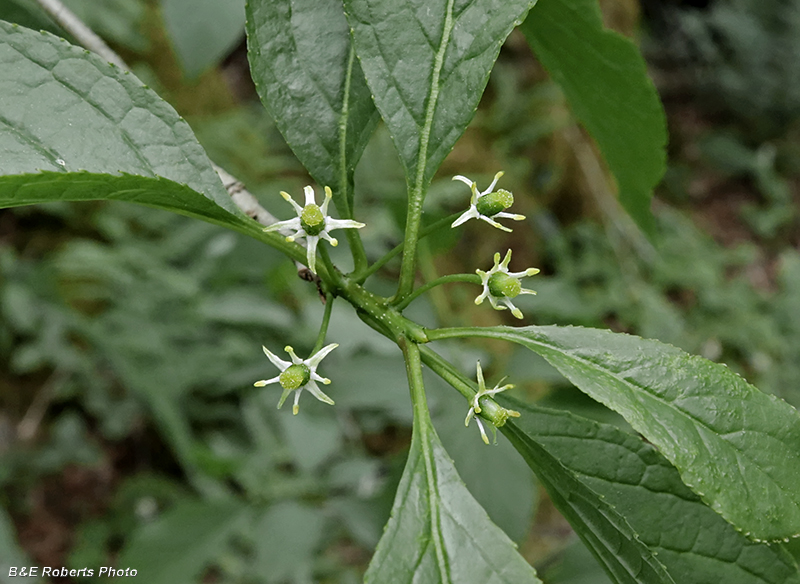 Ilex_collina_flowers