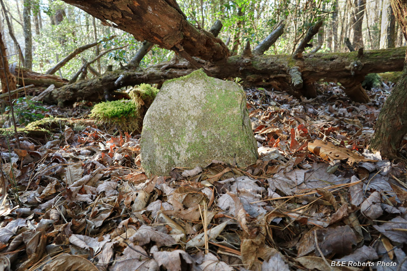 Gravestone_under_tree