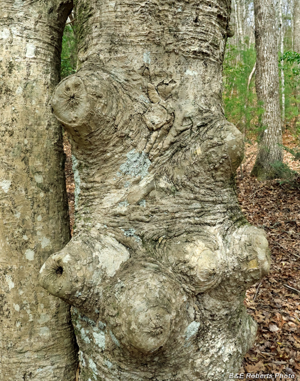 Stubby_tree_trunk