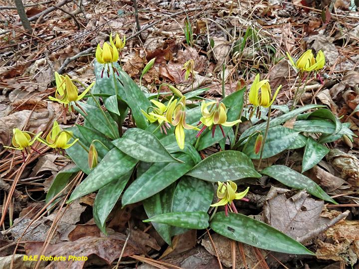 Trout_Lilies