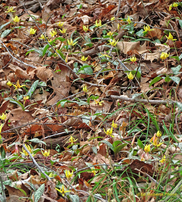 Trout_Lilies