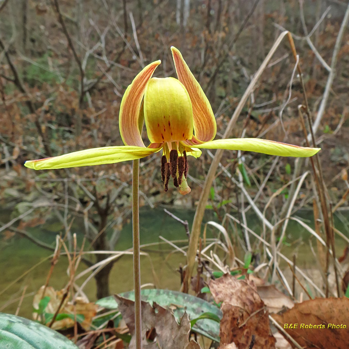 Trout_Lily