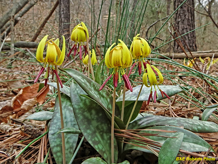 Trout_Lilies