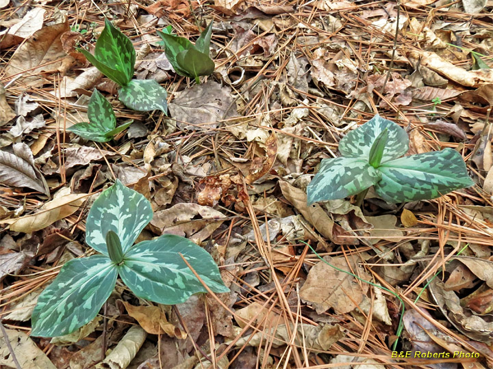 Trilliums