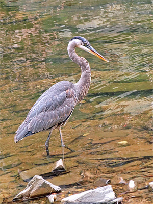 Blue Heron