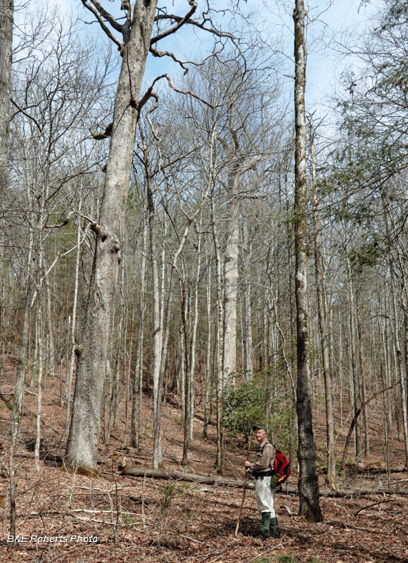 Approaching_big_trees