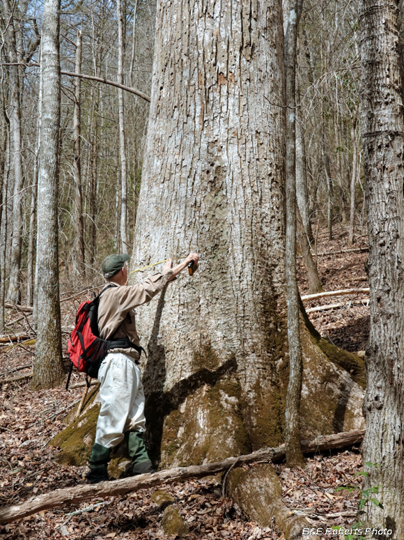 Big_tree