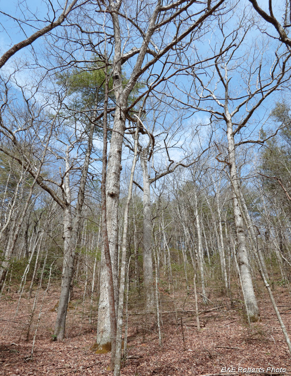 Old_Growth_oaks