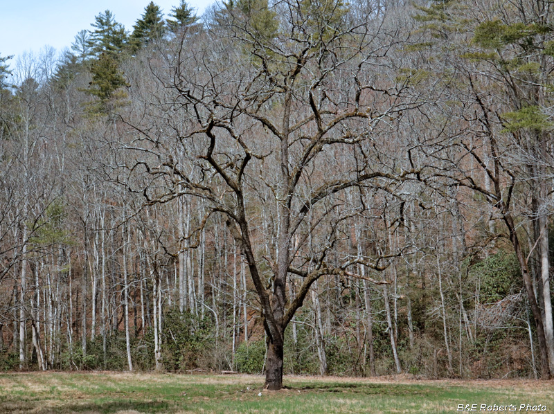 Big_Walnut