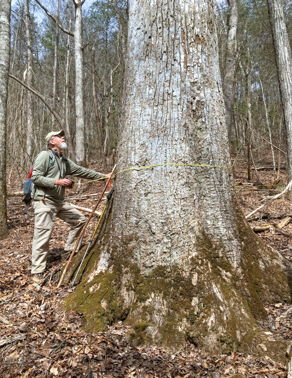 Big_tree