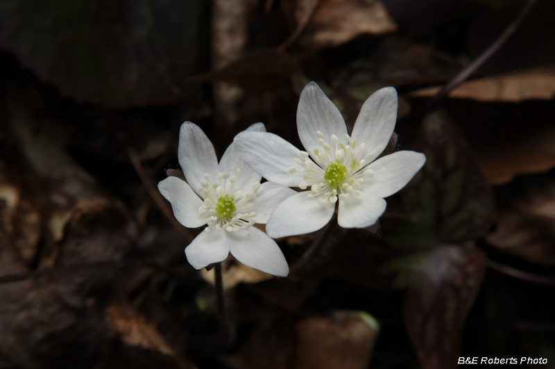 Hepatica