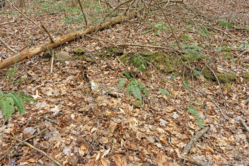 Scant_remains_of_Collapsed_Chimney