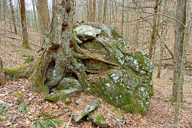Tree_roots_boulder