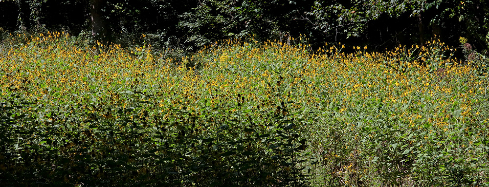 Coneflowers