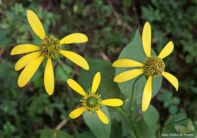 Coneflowers