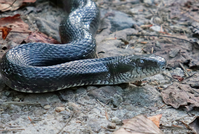 Rat_Snake