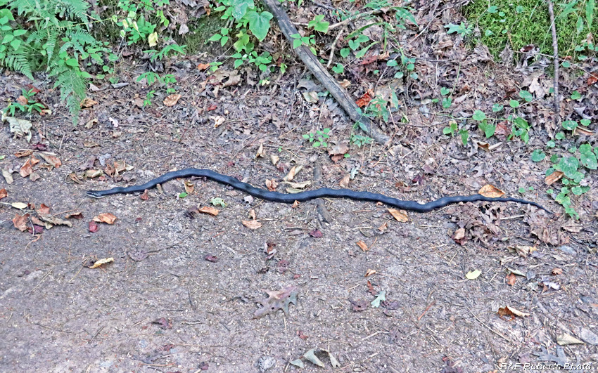 Rat_Snake