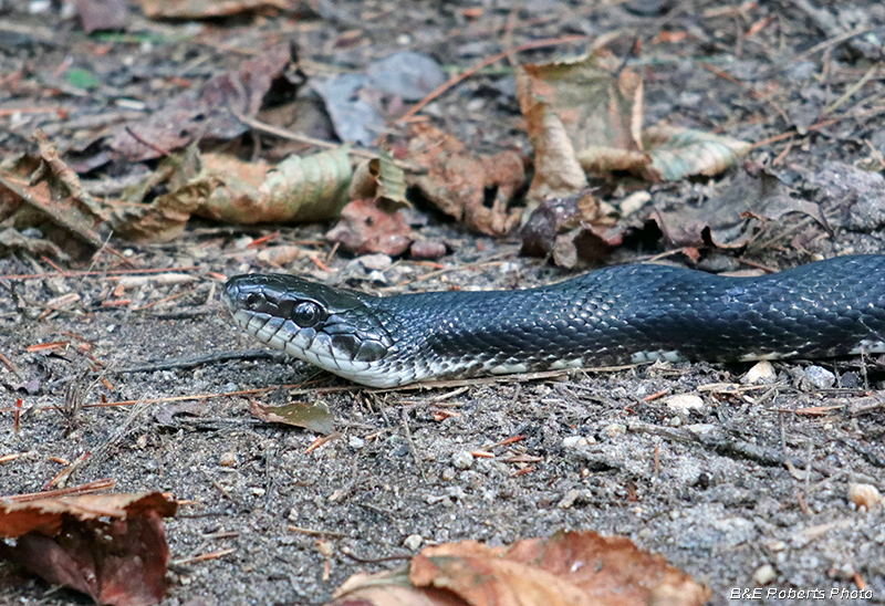 Rat_Snake