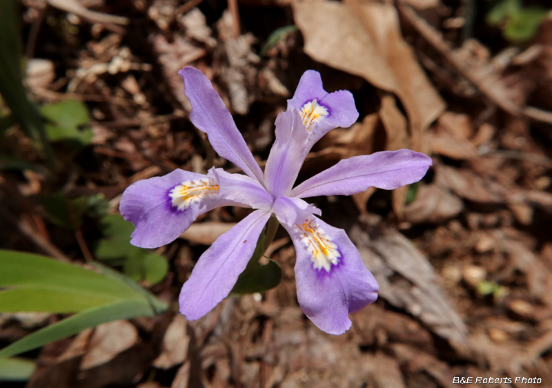 Dwarf_crested_Iris