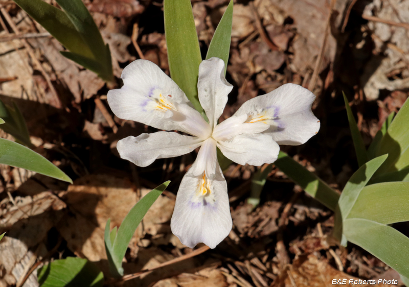 White_crested_Iris