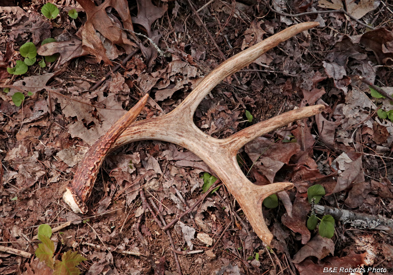 Shed_antler