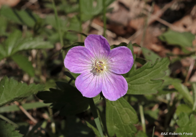 Wild_Geranium