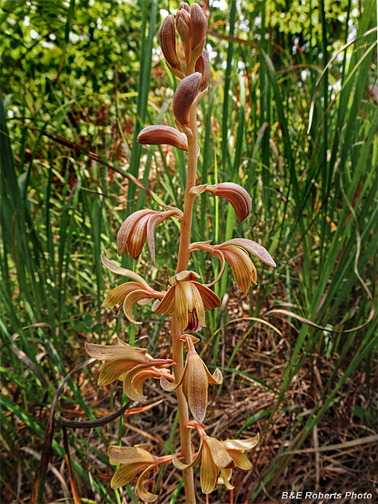 Spiked_Crested_Coralroot