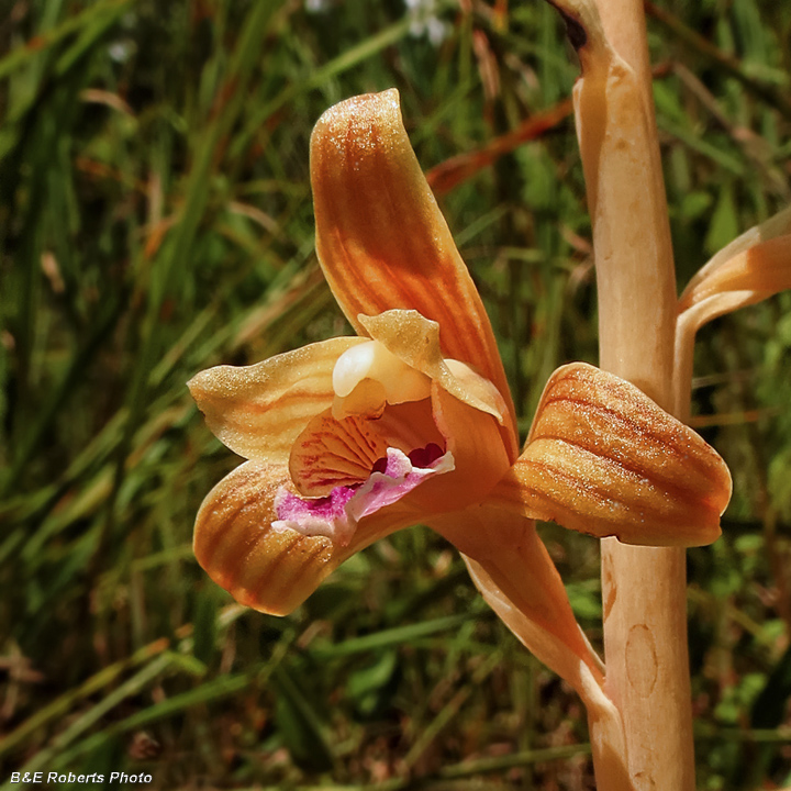 Spiked_Crested_Coralroot