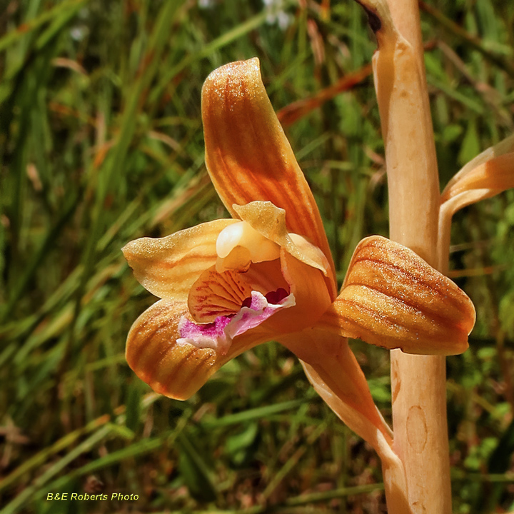 Spiked_Crested_Coralroot