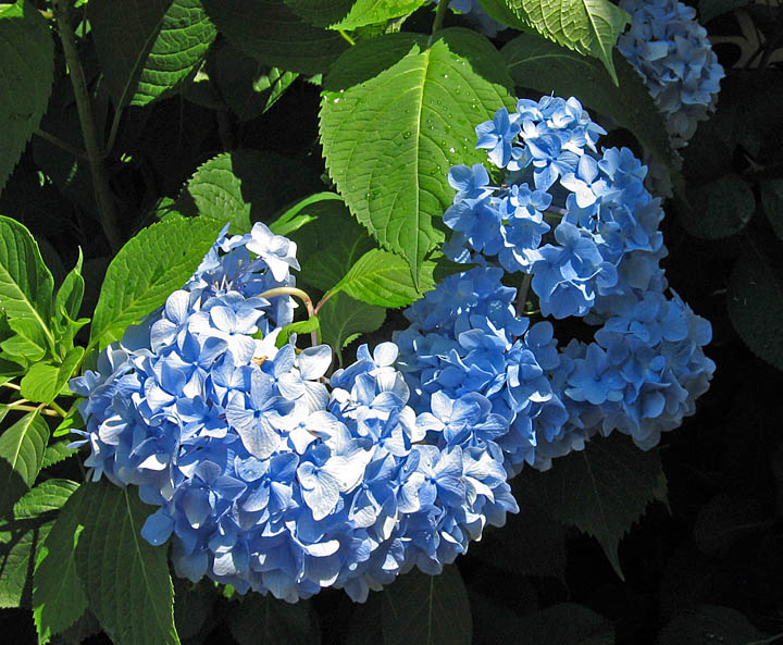 Hydrangea