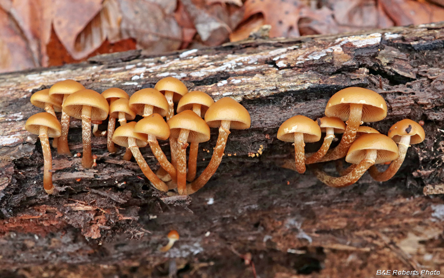 Galerina_marginata