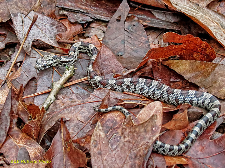 Corn Snake