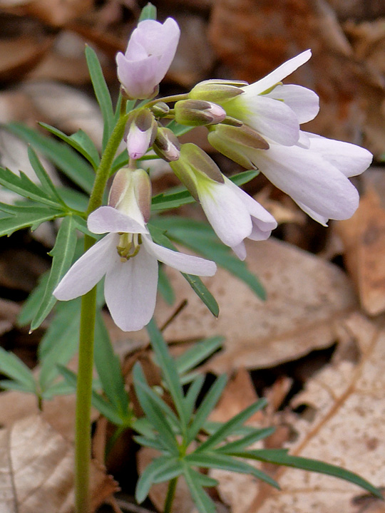 Cutleaf Toothwort