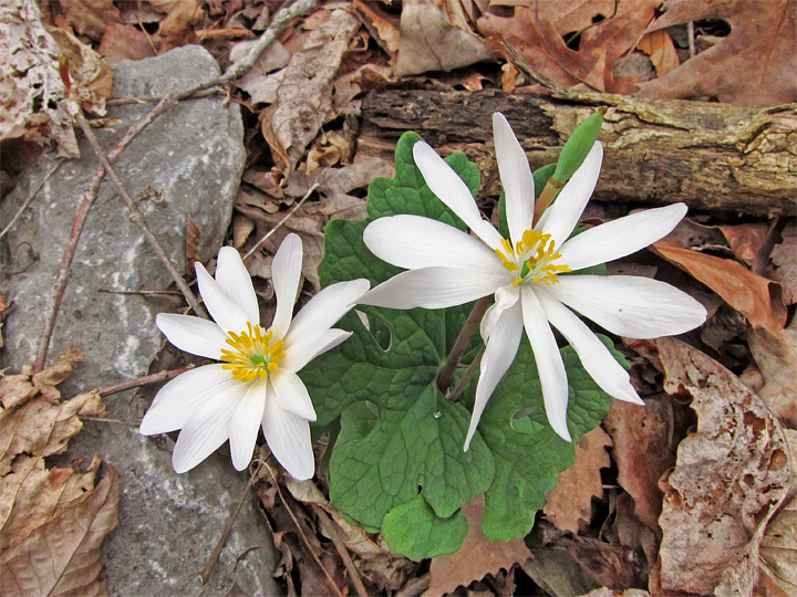 Bloodroot