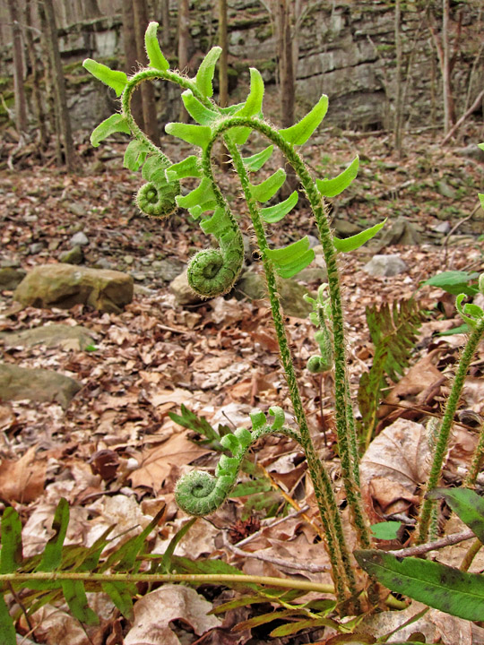 Ferns