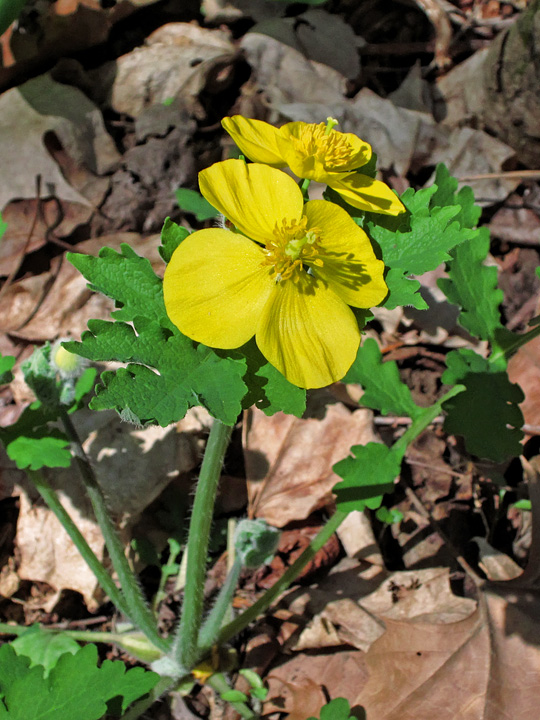 Celandine_Poppy