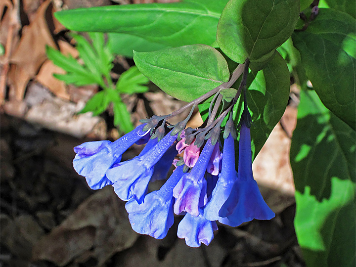 Virginia_Bluebells