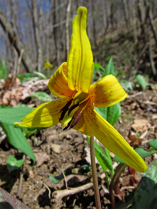 Trout_Lily