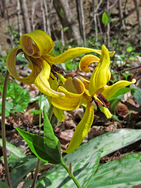 Trout_Lilies