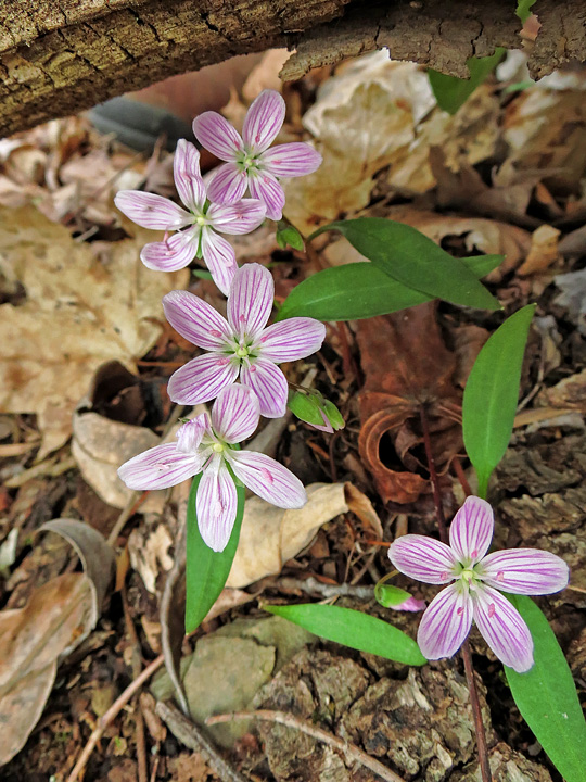 Spring_Beauties